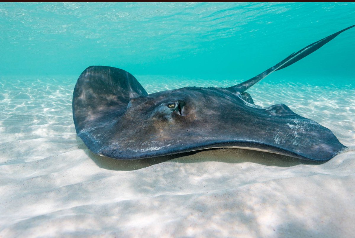 A stingray in the water